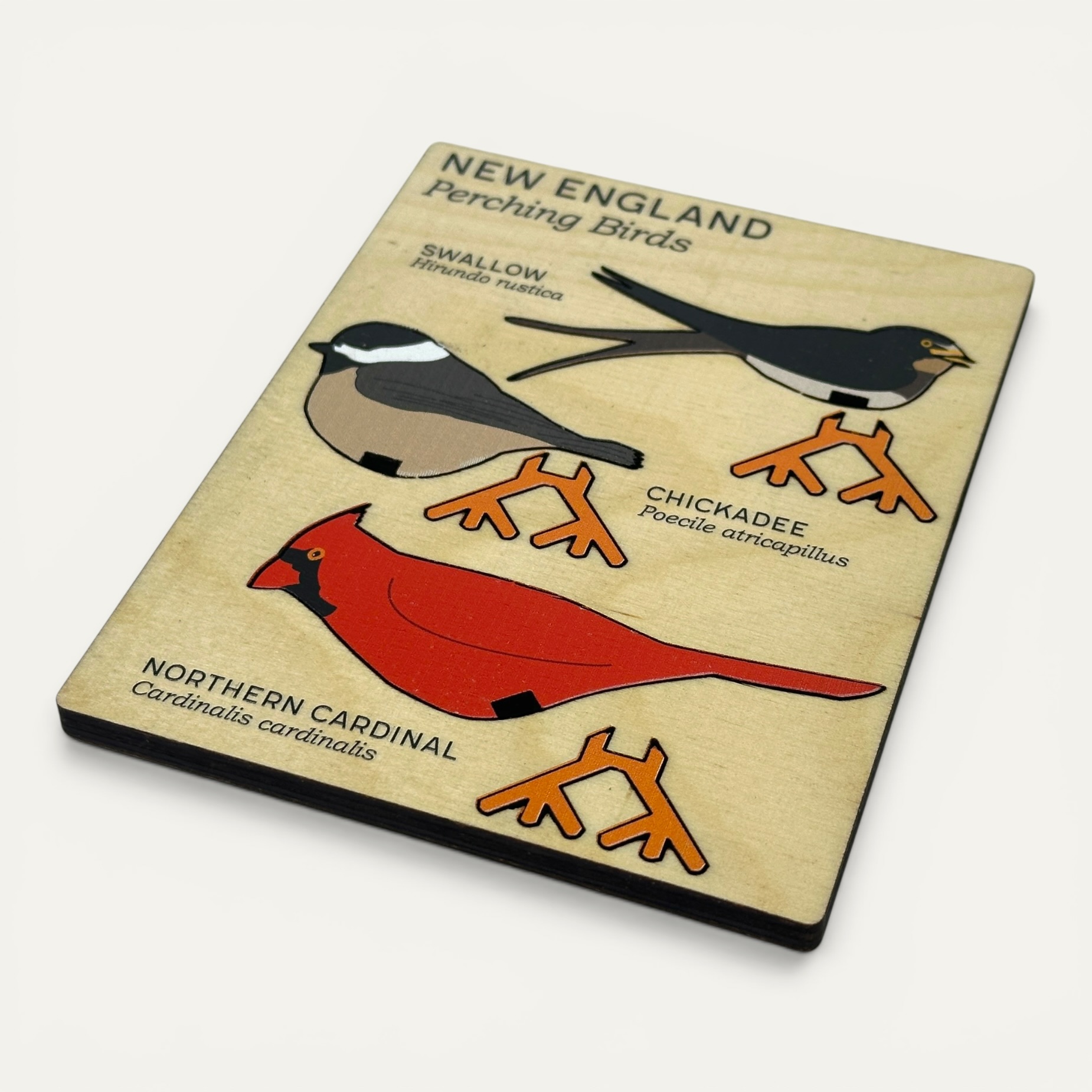 New England Perching Birds - Image 3