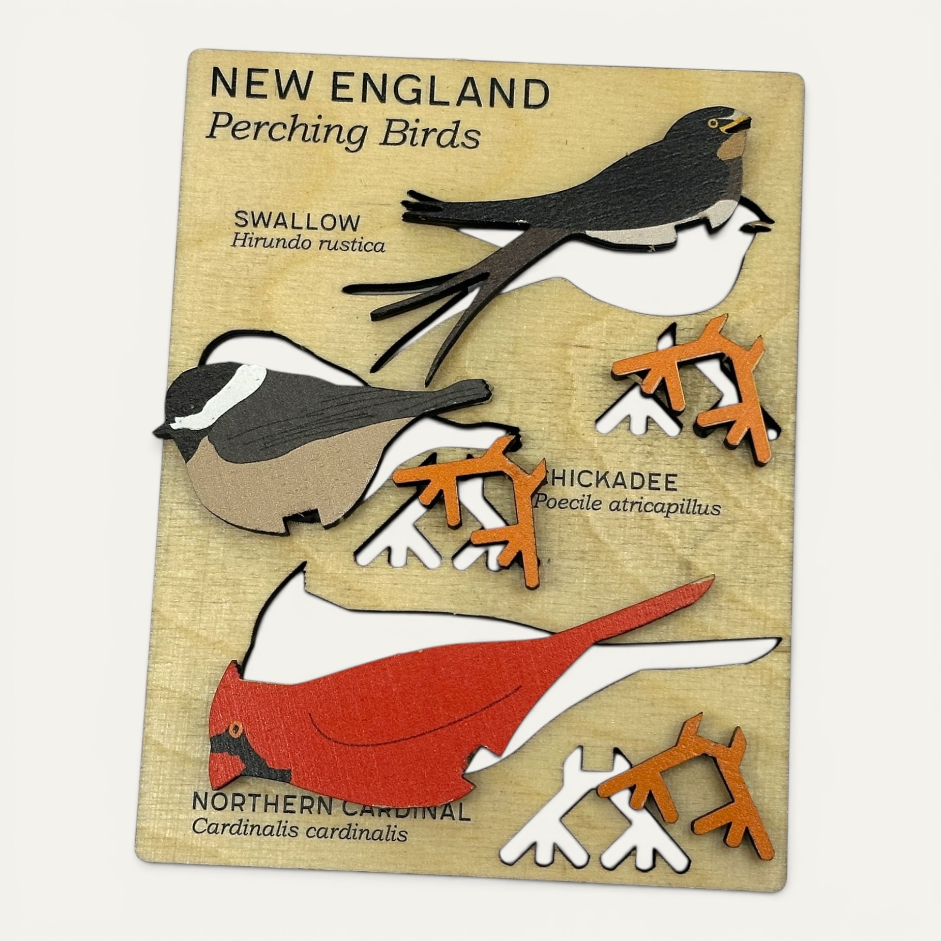 New England Perching Birds - Image 8