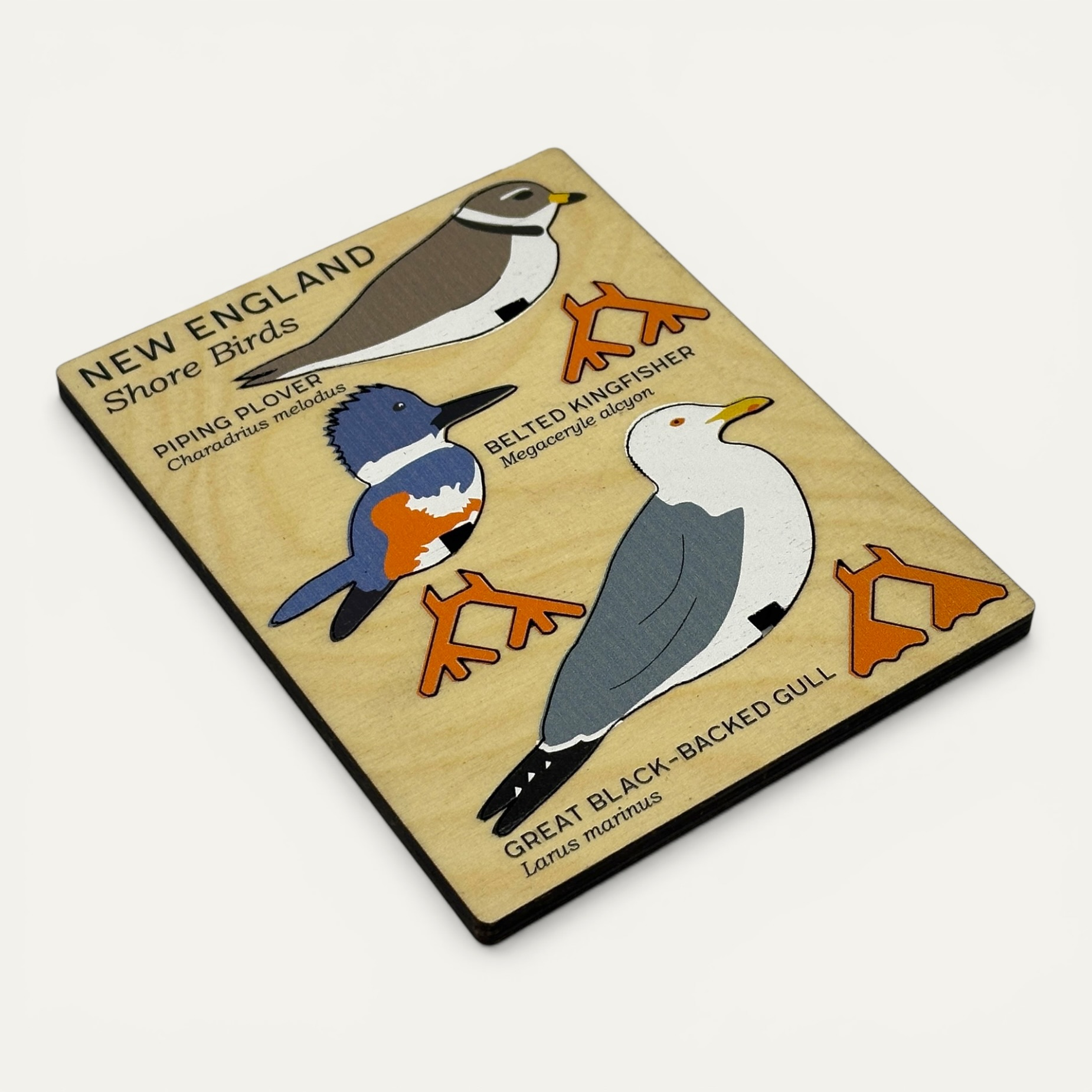 New England Shore Birds set -- Piping Plover, Great Black-Backed Gull, and Belted Kingfisher assembled and standing