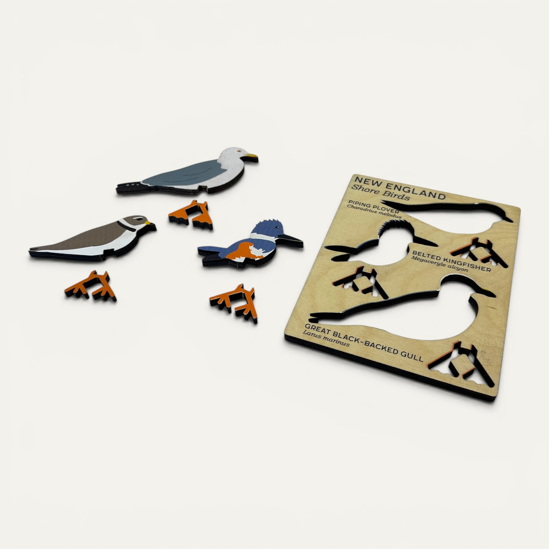 New England Shore Birds backer card showing Piping Plover, Belted Kingfisher, and Great Black-Backed Gull cutouts with species names